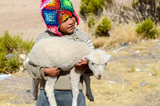 Peru - inca met schaap