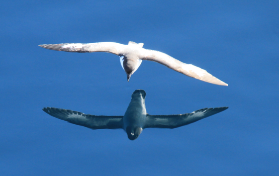 Argentinië - spiegelbeeld