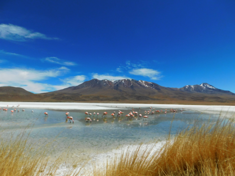 Bolivia - Flamingo's in Laguna Hedionda Bolivia