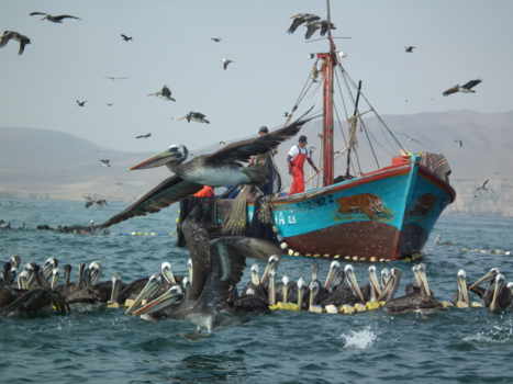 Peru - Vissers op zee in de buurt van de Ballestas eilanden Peru.