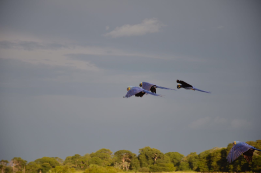 Brazilië - Ara’s in de Pantanal