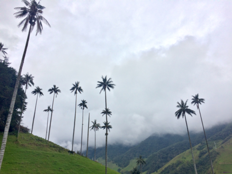 Colombia - Hoogste waxbomen in Colombia