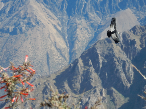 Colca Canyon - Condor in the Colca Canyon