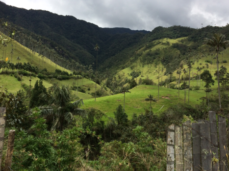 Valle de Cocora - Landschap Valle de Cocora met waxbomen