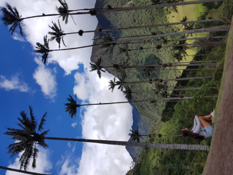 Colombia - Genieten onder de langste palmboom ter wereld - Valle de Cocora - 5u hiken waard