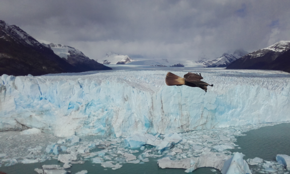 Argentinië - Ice Ice birdie