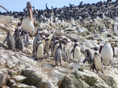 Peru - Ballestaseilanden