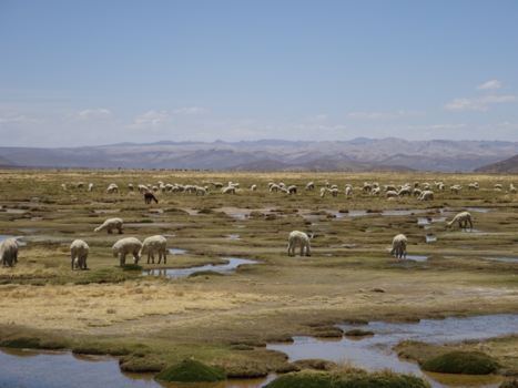 Peru - Altiplano