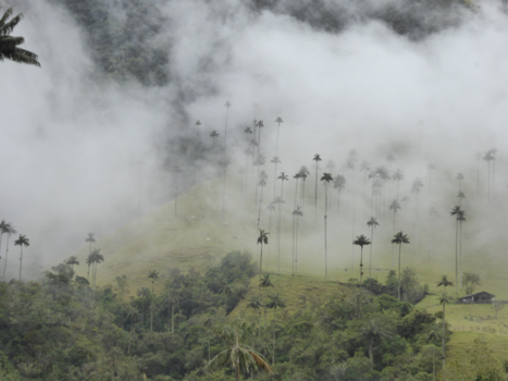 Valle de Cocora - In the cloud