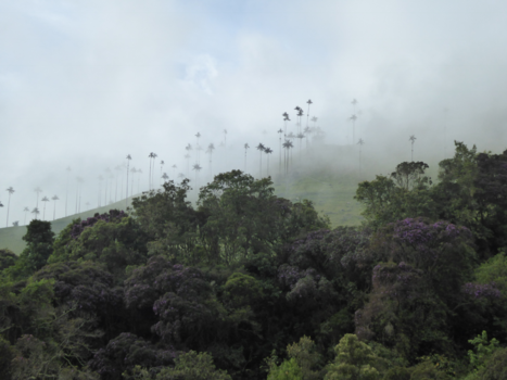 Valle de Cocora