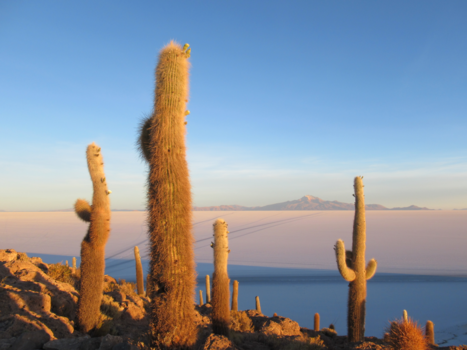 Bolivia - Zonsopgang op de zoutvlaktes vanaf cactuseiland