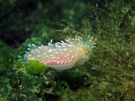 Ushuaia - Onderwater wereld van onderaan de wereld