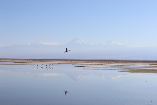San Pedro de Atacama - Spread your wings and FLY AWAY!