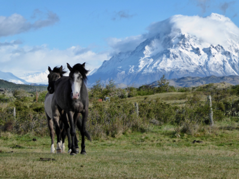 Torres del Paine - “Wild Horses”