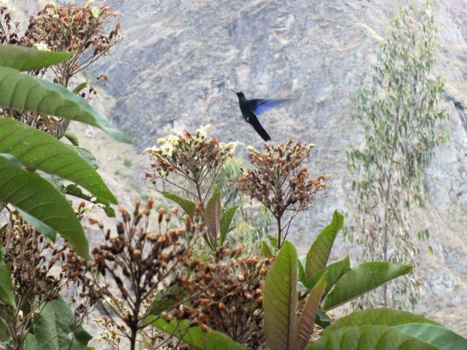 Peru - Hummingbird on the Incatrail