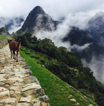 Machu Picchu - ‘De poserende lama’