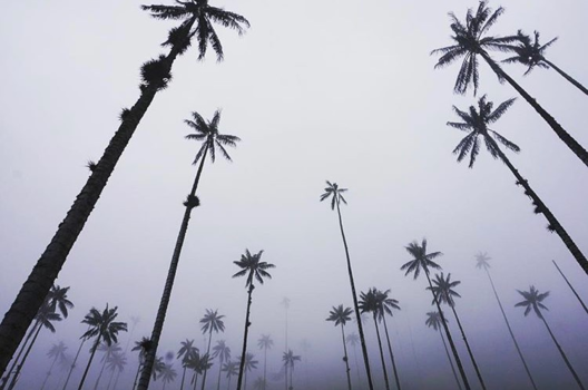 Salento - Hidden Palmtrees