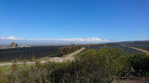 Mendoza - Masi Wijnvelden