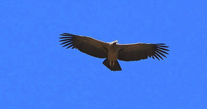 Amazonegebied - Andes Condor