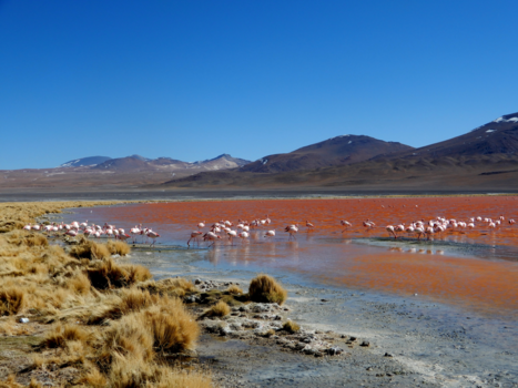 Bolivia - Laguna Colorada