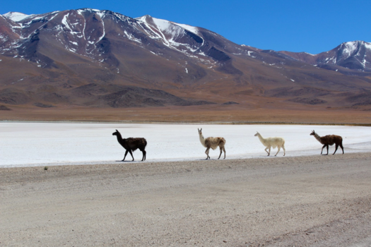 Bolivia - Abbey Road