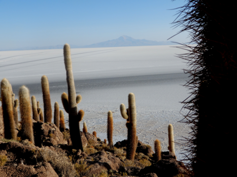 Bolivia - Isla Incahuasi