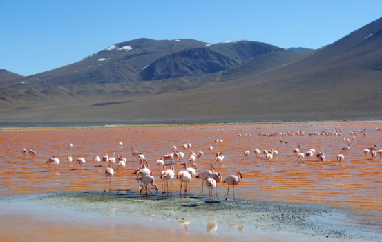 Bolivia - Laguna Colorada