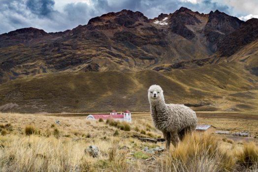 Peru - Opeens staat een Alpaca voor m'n neus