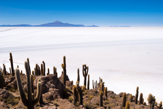 Bolivia - Cactuseiland