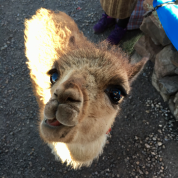 Peru - Alpaca