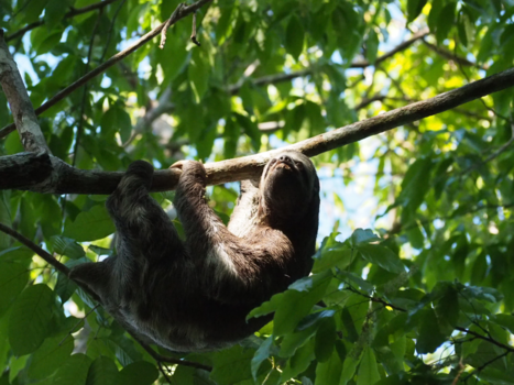 Brazilië - Luiaard in de Amazone