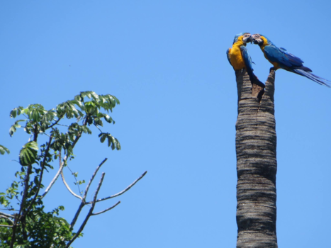 Pantanal - Riviertocht over de Pantanal in Brazilië