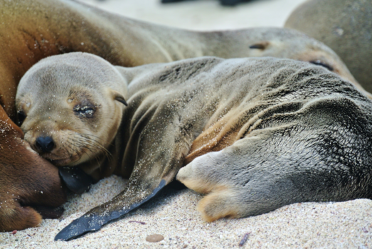 Galápagos eilanden - Net in tijd