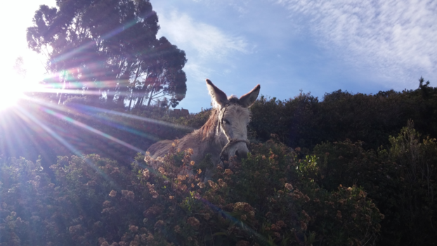 Isla del Sol - Enjoying the sunshine on Isla del Sol, Bolivia