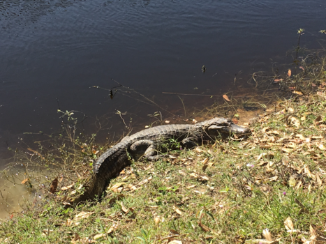 Pantanal - Krokodil