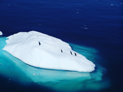 Antarctica - Pinguïns op ijsberg