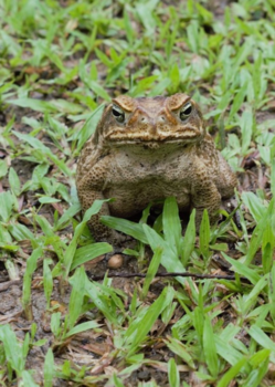 Paramaribo - Grote kikker.