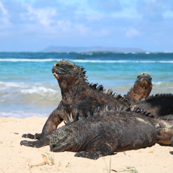 Galápagos eilanden - Zeeleguanen op isla Isabela