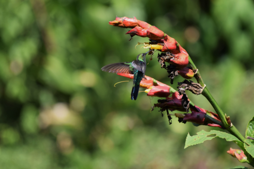 Puerto Maldonado - Hummingbird - Wandeling door de Peruaanse jungle