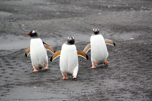 Antarctica - Wankel evenwicht