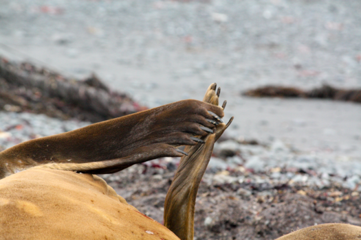 Antarctica - Klap eens in je handjes