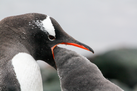 Antarctica - Dit is nu wat je noemt, "het eten uit je mond sparen"