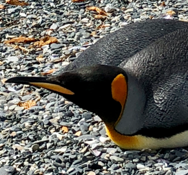 Ushuaia - Pinguins