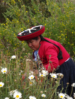 Peru - nog even in de tuin werken voordat de toeristen komen...