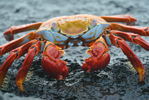 Galápagos eilanden - Hallo there!