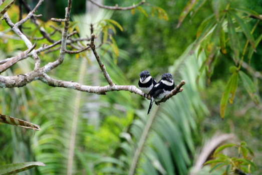 Amazonegebied - Ecuador, two little birds