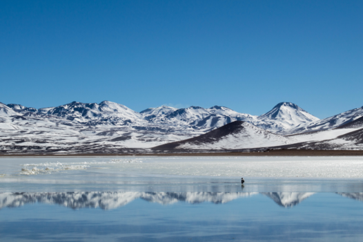 Bolivia - Bird on ice