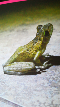 Ecuador - Kikker in onze jungle hut
