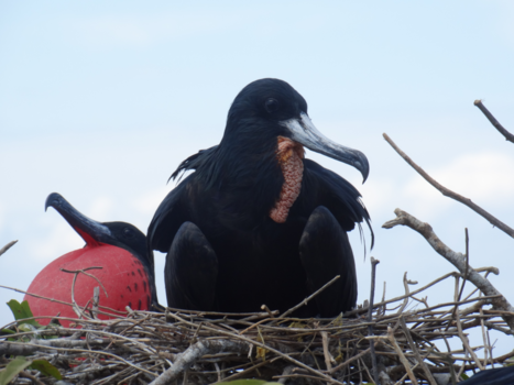 Ecuador - Fregatvogels op Isla de la Plata, Ecuador