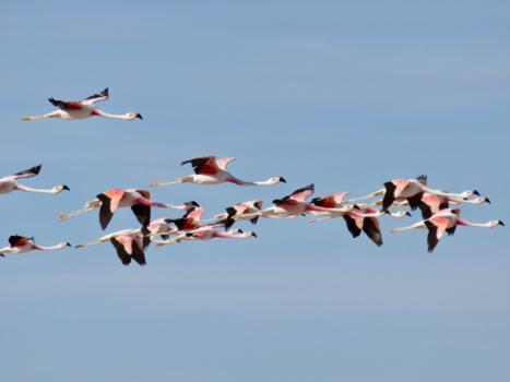 San Pedro de Atacama - Flying Flamingo Formation